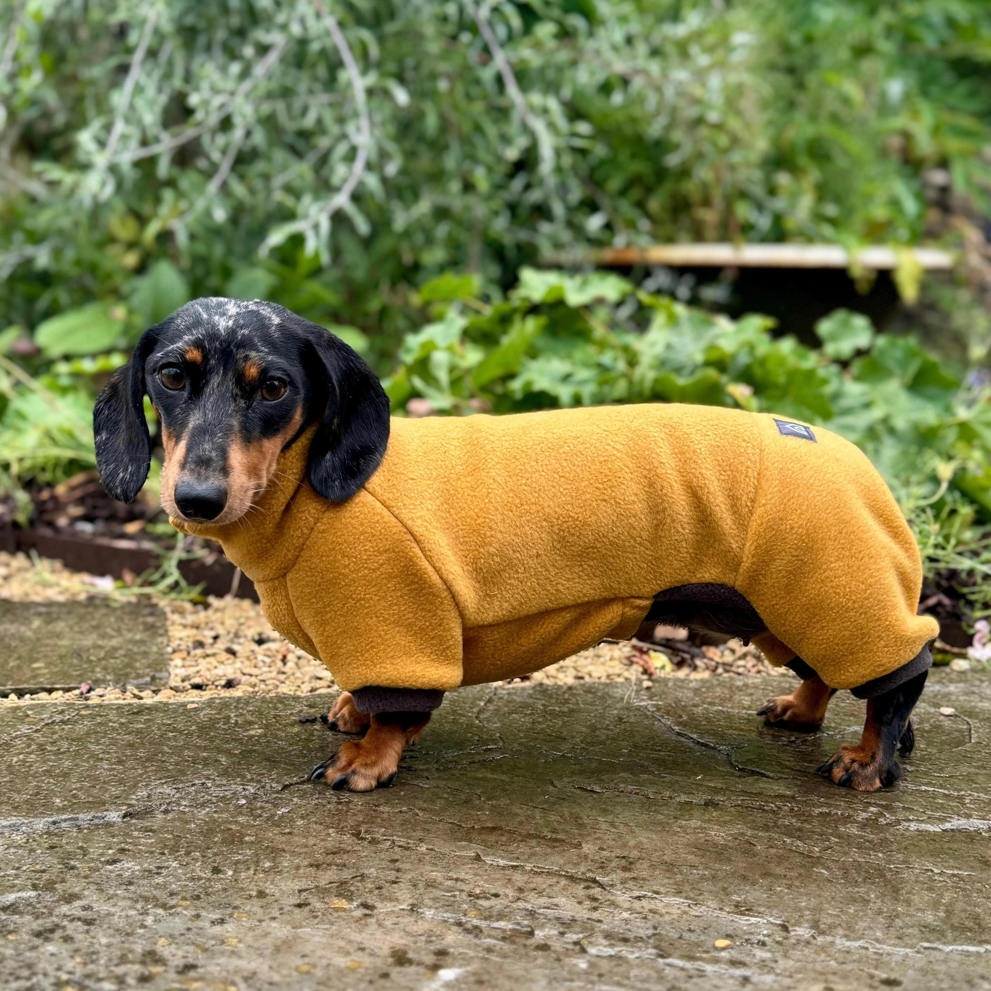 Dachshund Fleece Winter Suits with 4 Legs