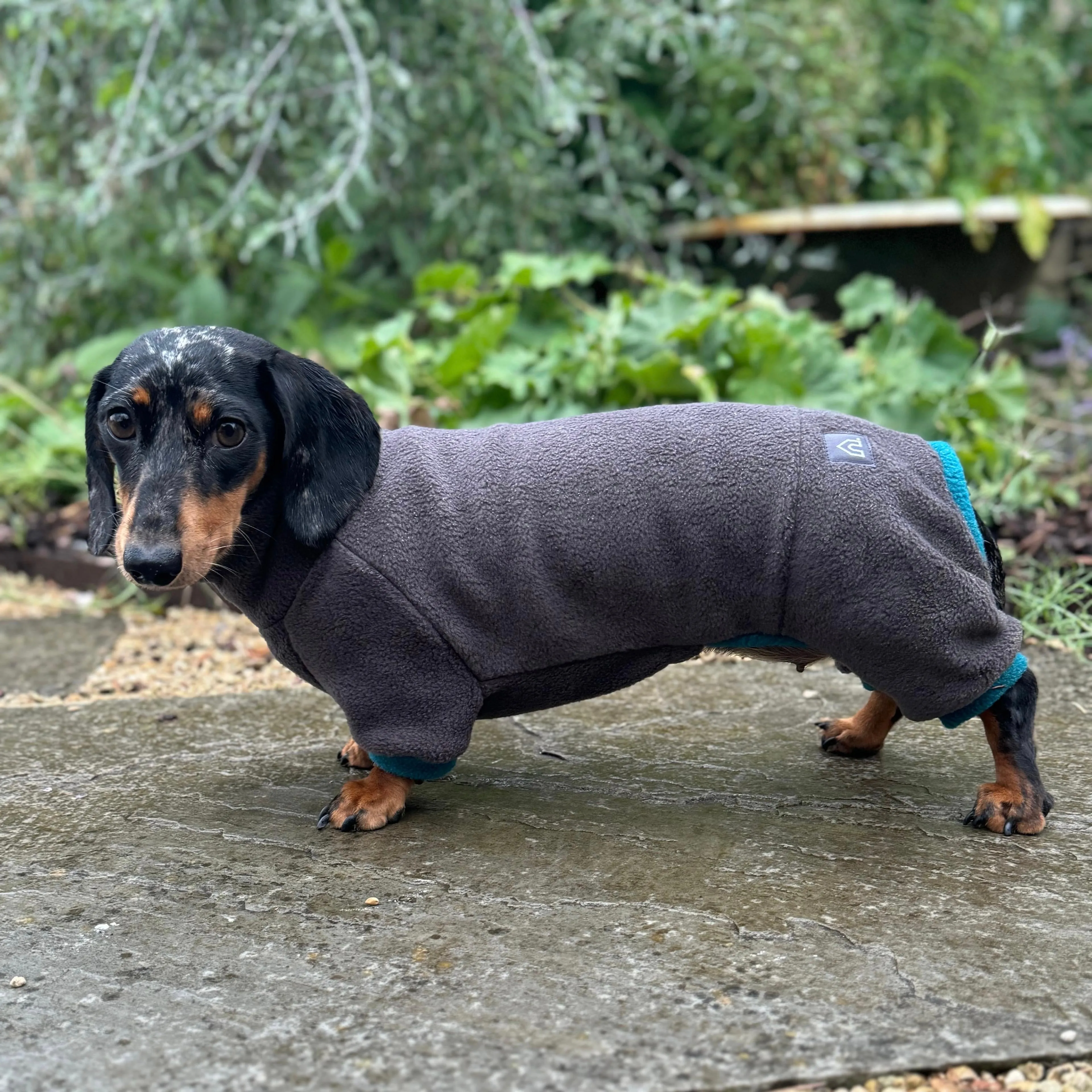 Dachshund Fleece Winter Suits with 4 Legs