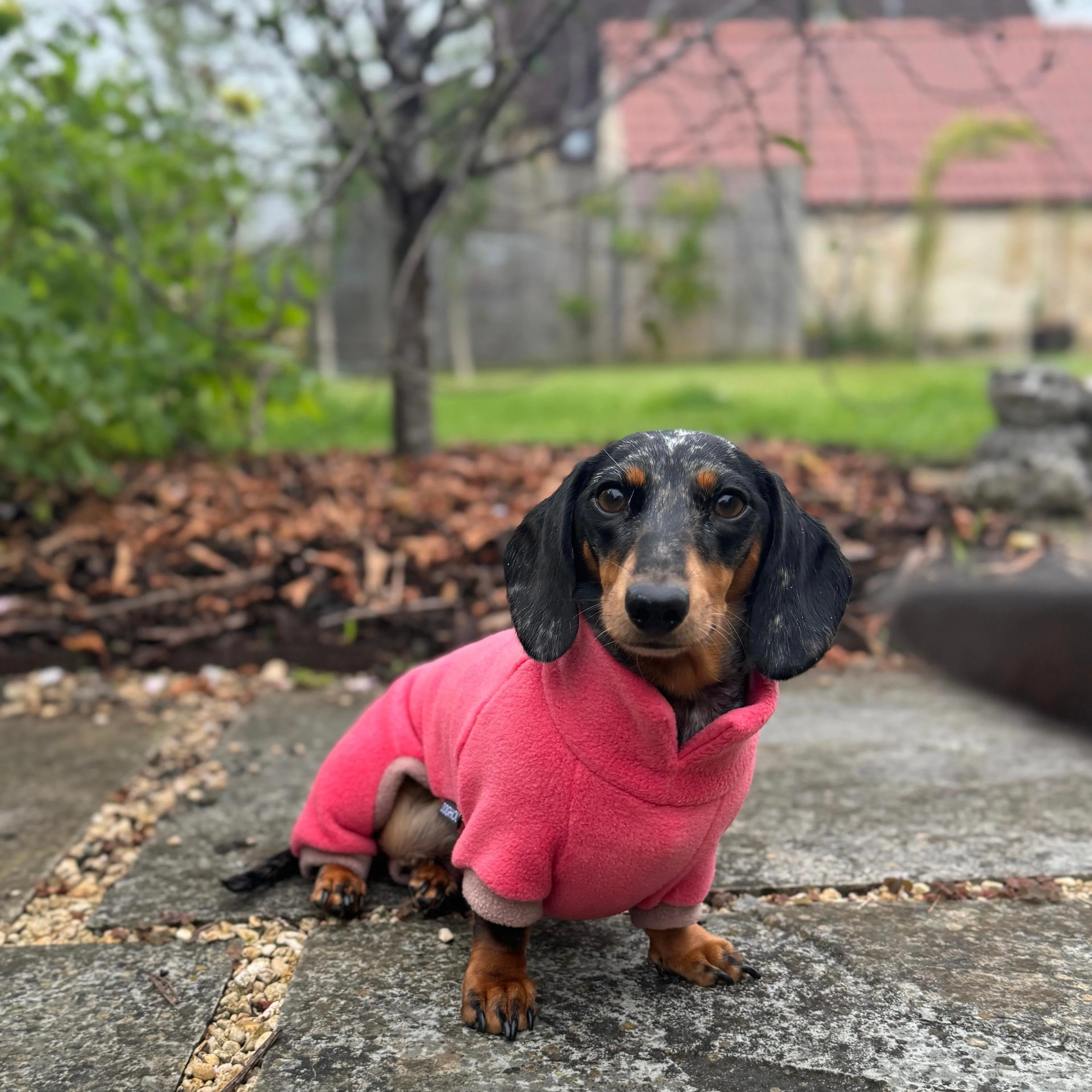 Dachshund Fleece Winter Suits with 4 Legs