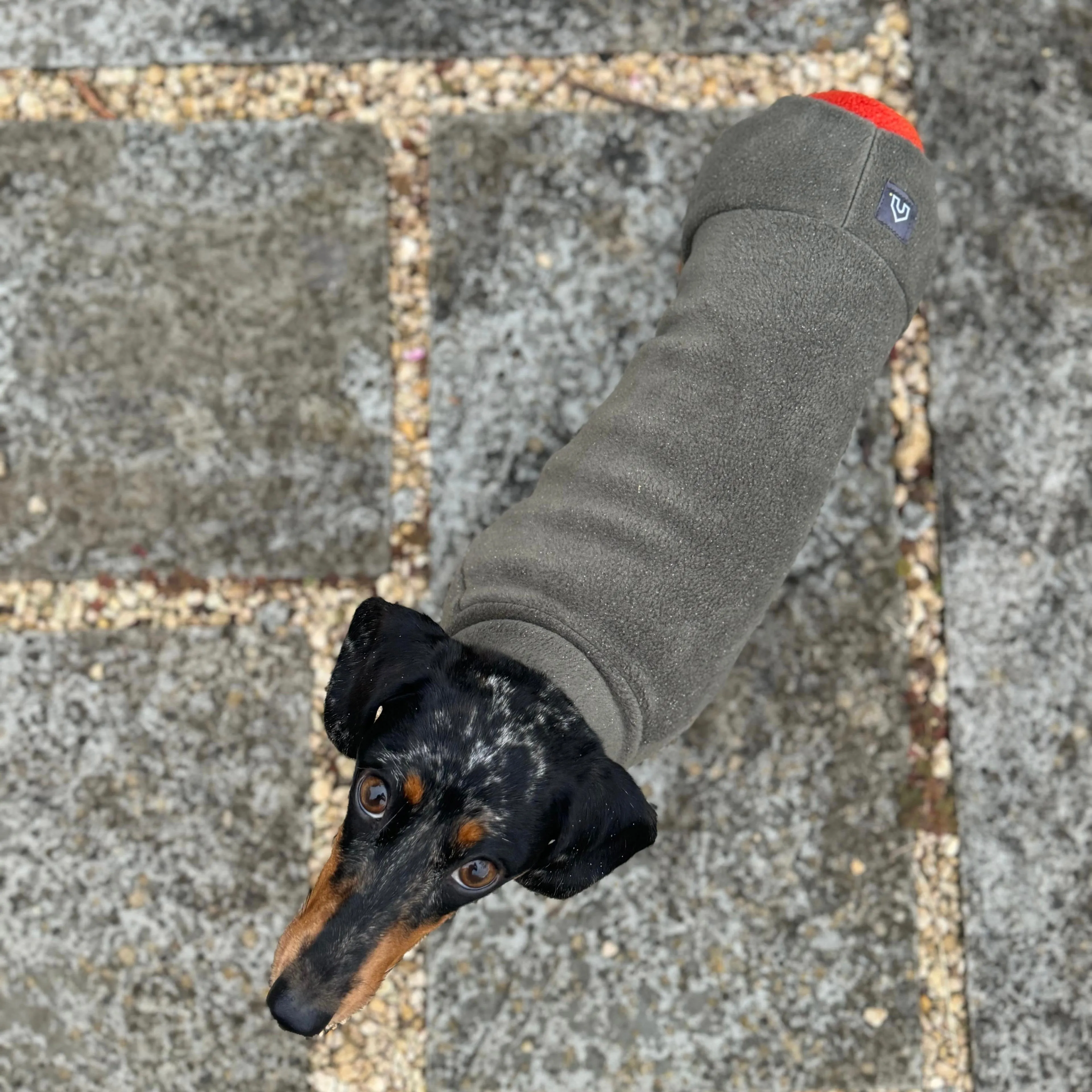 Dachshund Fleece Winter Suits with 4 Legs